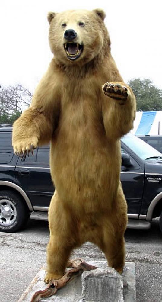 stuffed grizzly bear taxidermy