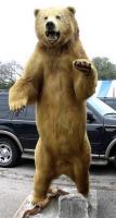 October 14th-15th: The Corner Shoppe, Taxidermy Auction, Fort Worth, Texas